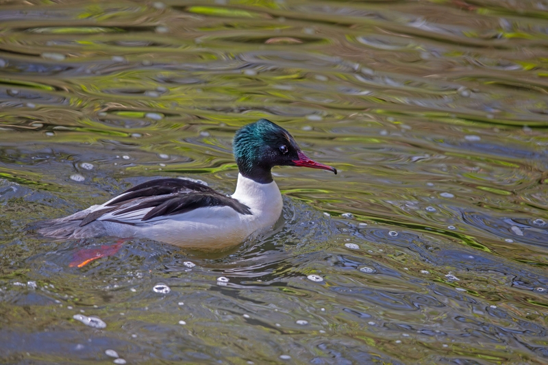 Common Merganser - River Bollin - Cheshire
