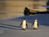 African Penguins arrive late afternoon, Foxy Beach, South Africa