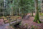 New Forest Tall Trees 01