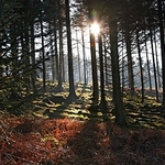 RowWoods-1-1567