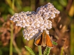 Essex Skipper