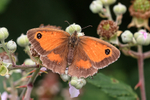Gatekeeper (female) on Bramble, Arne RSPB Nature Reserve, Dorset