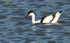 Avocet