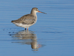Spotted Redshank portfolio