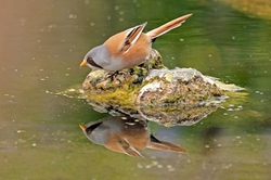 Bearded Tit - Panurus biarmicus
