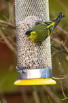 Siskin portfolio