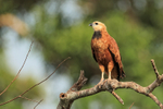 Black-collared Hawk, Corixo Negro, Mato Grosso, Brazil