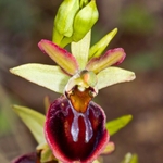 Orchids - Ophrys portfolio