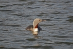 Red-throated Diver