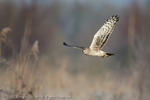 Hen Harrier (Circus cyaneus)