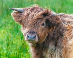 Highland Bull