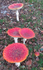 Fly Agaric