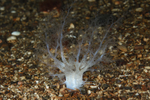 Neopentadactyla mixta