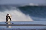 Gentoo Penguin preening on beach, Sea Lion Island