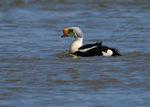 King Eider 1