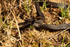 Melanistic Adder - RSPB Minsmere