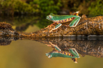 Super Tiger Leg Waxy Monkey Tree Frog