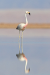 Andean Flamingo reflection, Laguna Chaxas, Chile