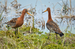 Black-tailed Godwits