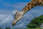 Giraffe at Fota Wildlife Park, County Cork, Ireland.