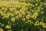 Rapeseed Fields _DO047