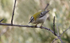 Firecrest