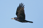 Rook portfolio