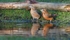 Parrot Crossbill