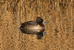 Tufted Duck