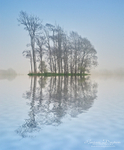 Blue Mist