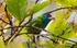 Blue throated Barbet