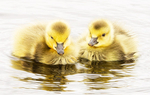 CANADA-GOOSE-GOSLING-PAIR