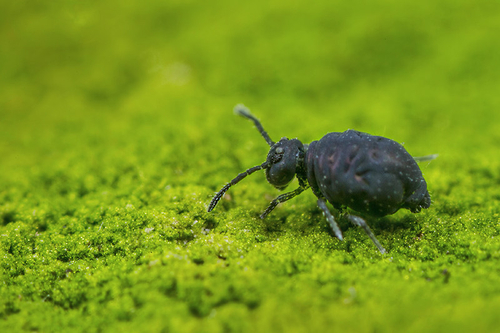 [i]Sminthurinus niger[/i]. On the surface of a headstone in a churchyard. Shropshire, January 2016.