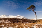 The Twisted Tree-Glen Lyon