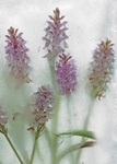 Orchid