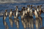 Magellanic penguins