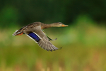 Mallard in flight at Rothiemurchus