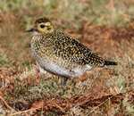 Golden Plover
