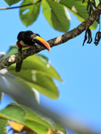 Fiery-billed Aracari, Osa Peninsula, Costa Rica