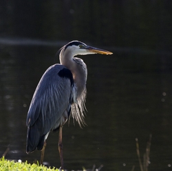 Great Blue Heron _0033