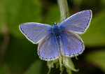 Common Blue