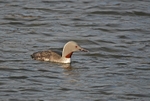Red-throated Diver
