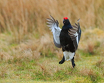 Black Grouse about to land, Scotland