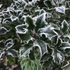 10 Frosted Holly
