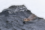 River Otter surfaces after dive under ice, Yellowstone National Park