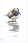 Portrait of a Mandarin