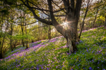 z3408 Mottistone Bluebells
