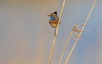 Male Bluethroat