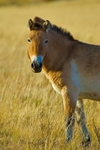 Takhi, or Przewalski's horse (equus przewalskii), Mongolia
