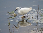 Little Egret